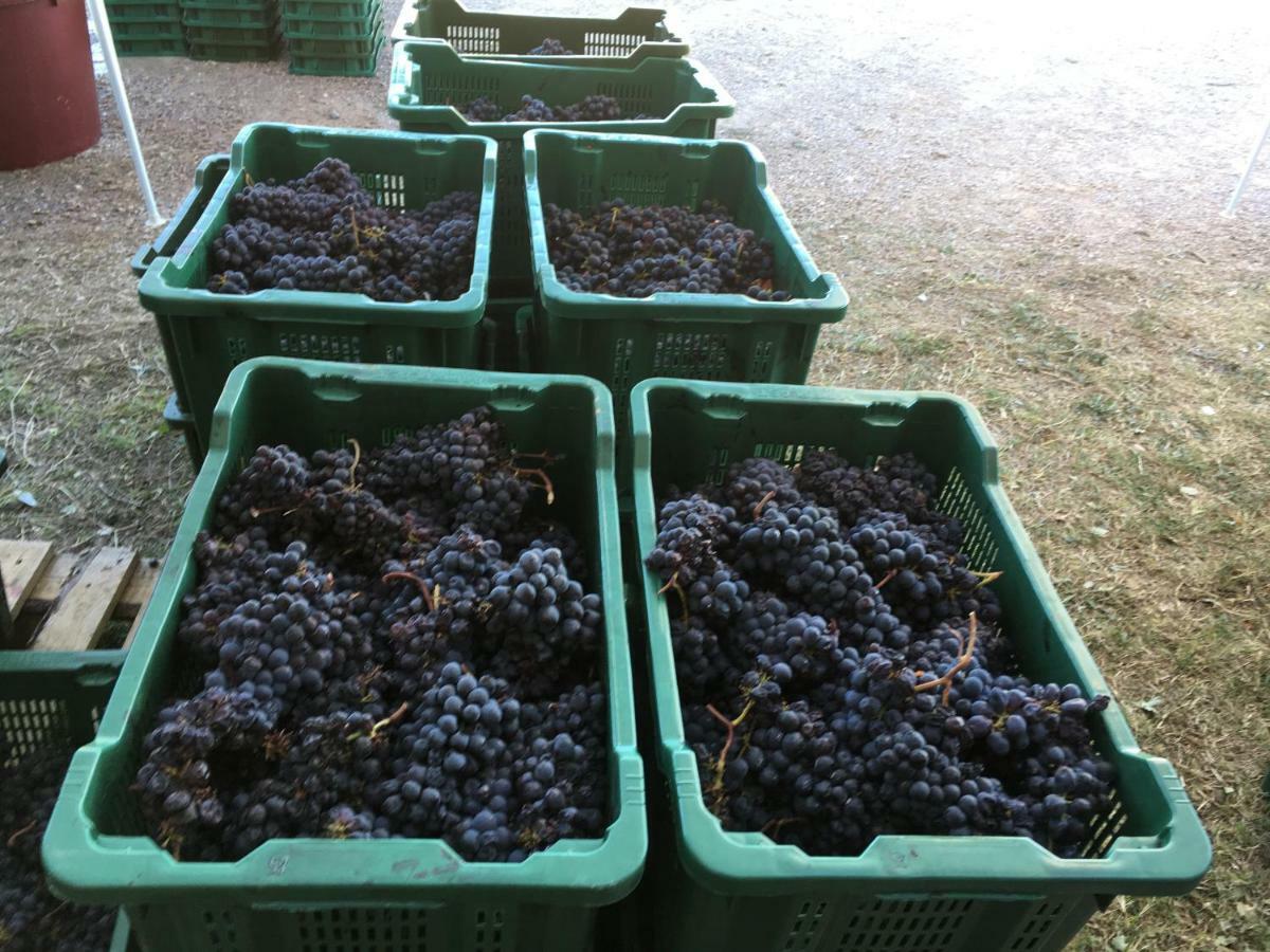 La Banditaccia Monticello Amiata 외부 사진
